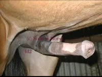 Big horse dick having orgasm compilation video